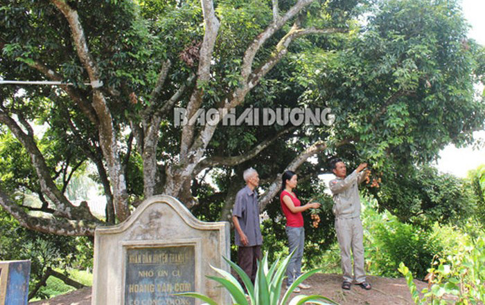 Hai Duong moves to conserve ancestral lychee tree